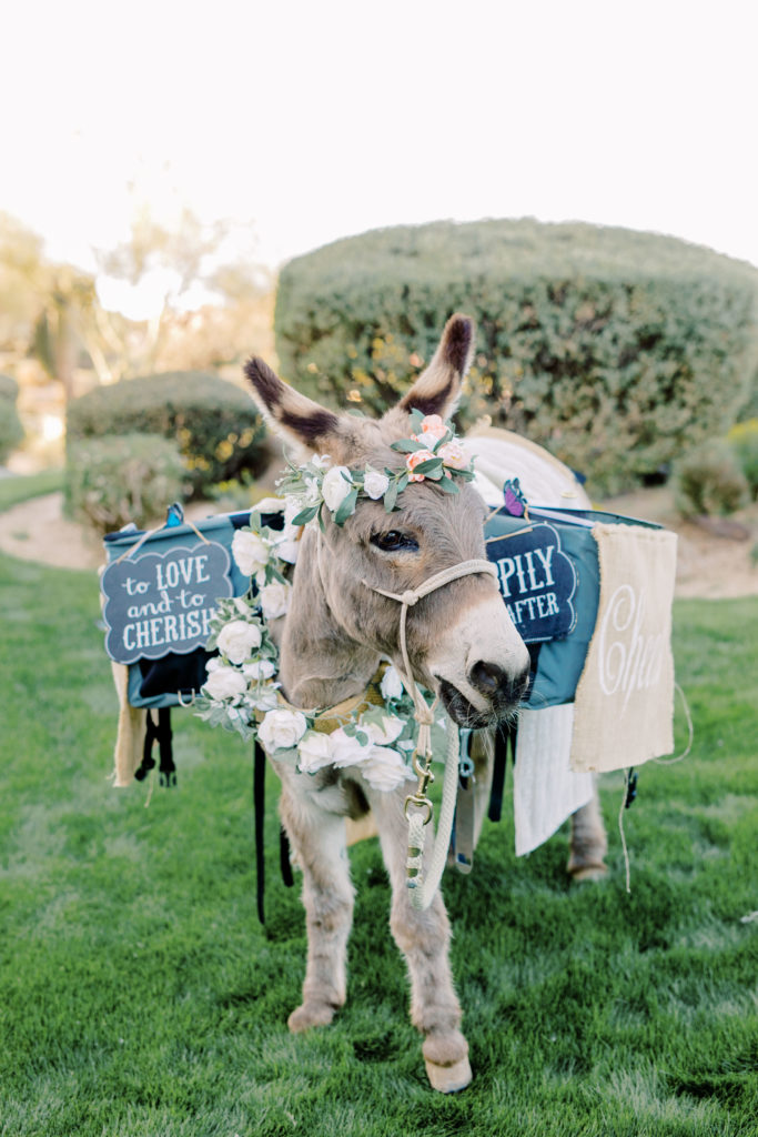 Beer wedding donkey Arizona wedding